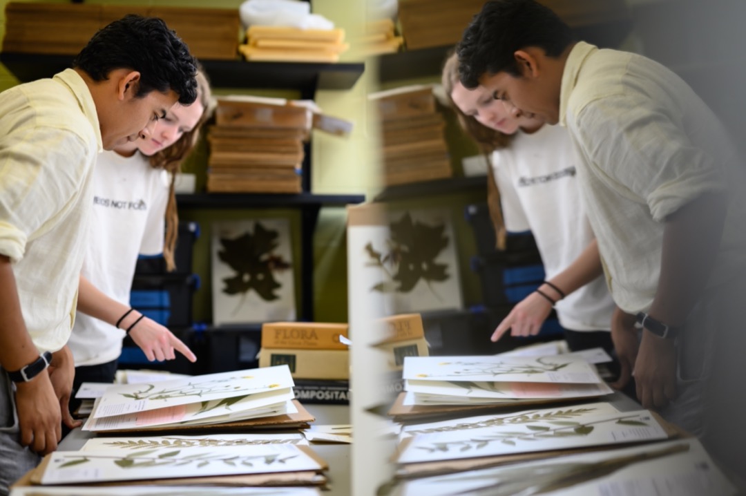 herbarium research students examining flora